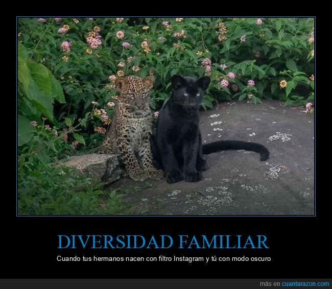 Leopardo,Melanismo,Naturaleza,Hermanos,India