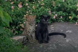 Enlace a Se fotografió en el sur de la India a dos cachorros de leopardo de la misma camada, uno con un raro pelaje melánico y el otro con el patrón moteado común