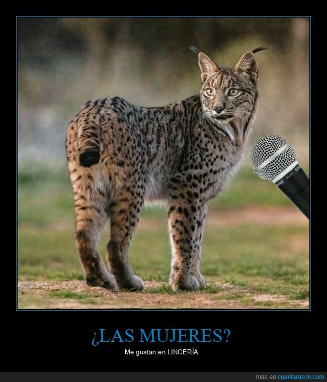 lince,desconfianza,entrevista,actitud,felino