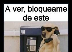 Enlace a Un perro astuto