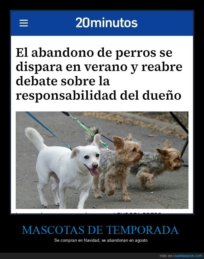 abandono,responsabilidad,verano,mascotas,cuneta