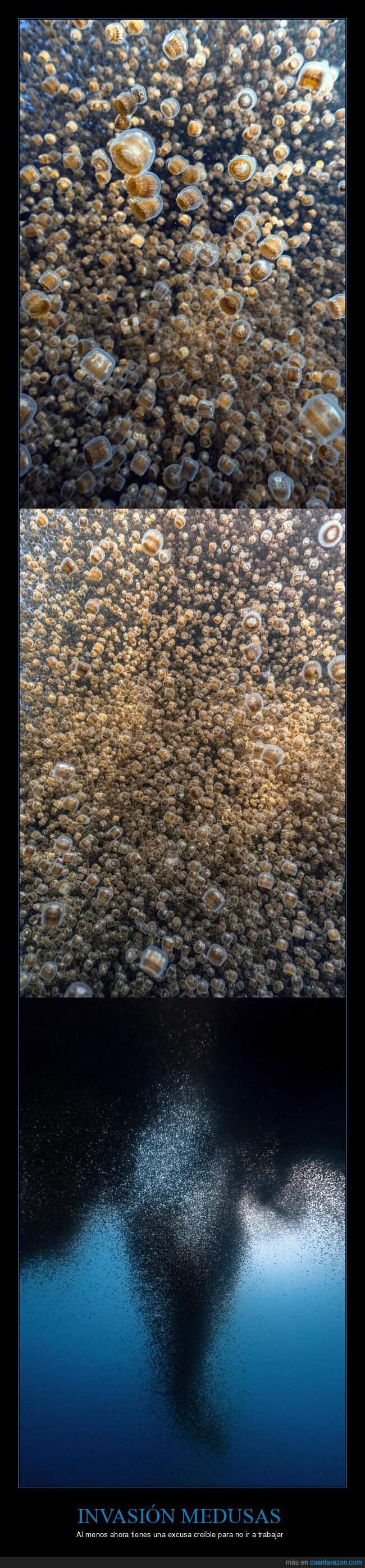 playa,medusas,desastre,naturaleza,invasi&oacute;n