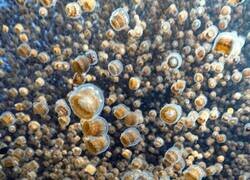 Enlace a Me encuentro en medio de una invasión masiva de medusas diminutas