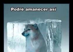 Enlace a Nunca admitirá que pasó frío