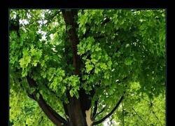 Enlace a Un árbol de mi vecindario acaba de ser alcanzado por un rayo.