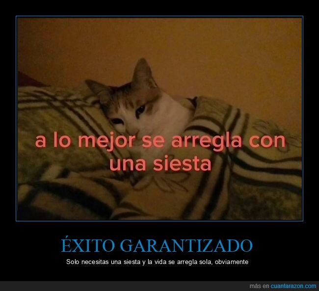 pereza,procrastinaci&oacute;n,gatos,vida,realidad