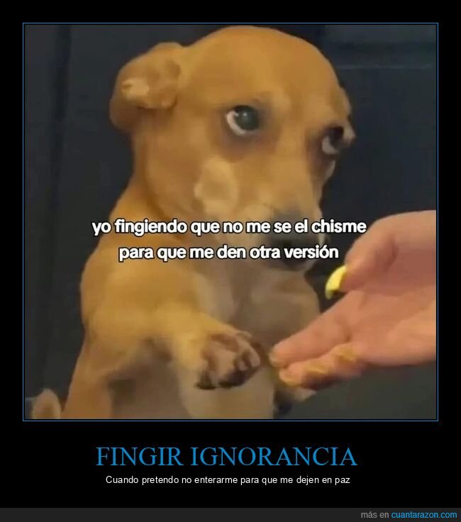 ignorancia,disimulo,perro,excusa,cotidiano