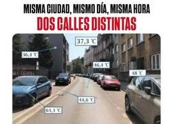 Enlace a Y es por esto que no hay que cargarse la vegetación urbana