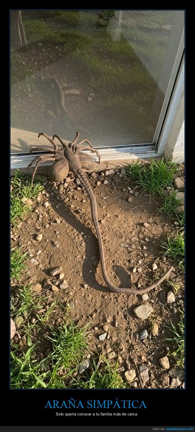 ara&ntilde;a,aracnofobia,invasi&oacute;n,puerta,pesadilla