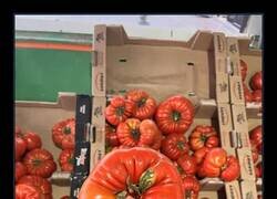 Enlace a El tomate donut