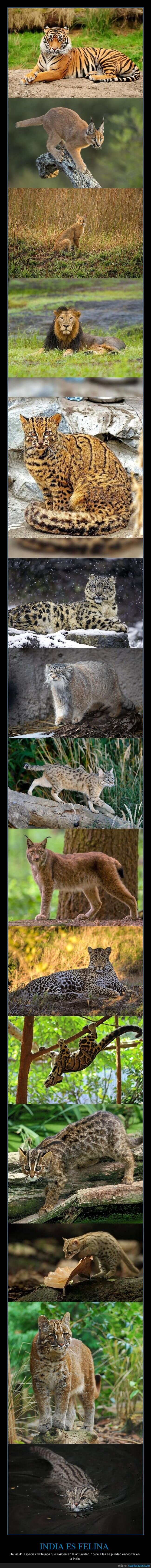 gatos,India,biodiversidad,estad&iacute;sticas,naturaleza