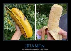 Enlace a La Hua Moa es una banana hawaiana grande y gruesa, de color naranja rosado y pulpa cremosa, que puede medir hasta 25 centímetros de largo y 10 centímetros de ancho