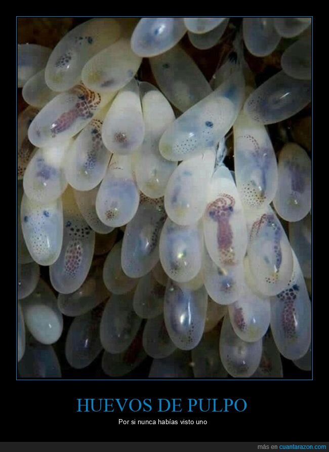 pulpo,huevos,vida marina,biolog&iacute;a,naturaleza