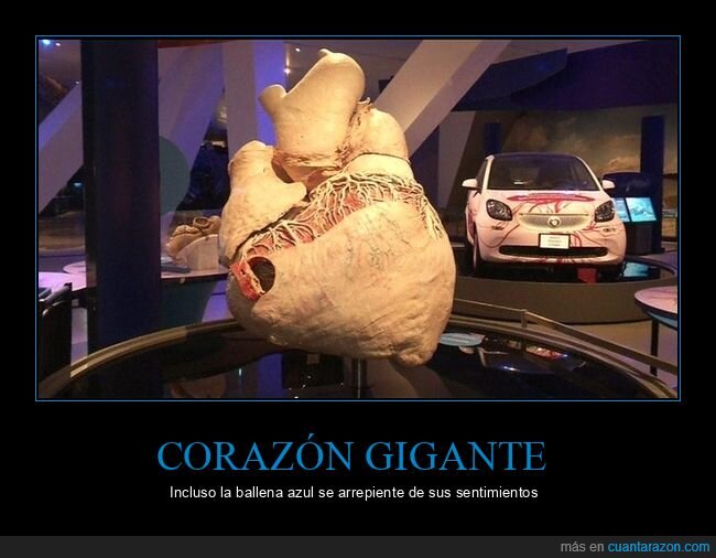 ballena,coraz&oacute;n,tama&ntilde;o,naturaleza,desproporci&oacute;n