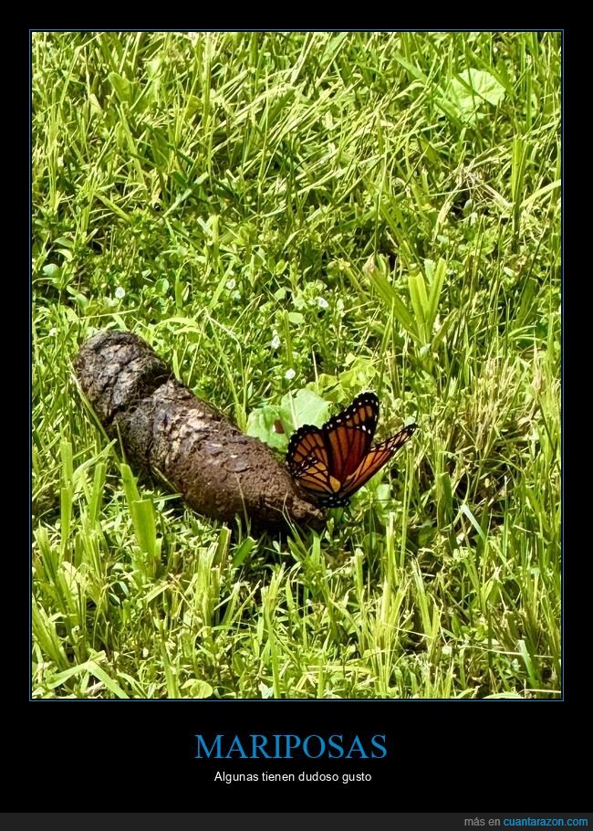 mariposa,realidad,expectativas,naturaleza,desenga&ntilde;o