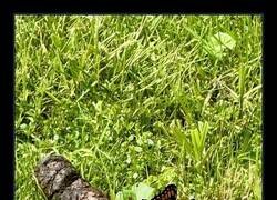 Enlace a Mariposa monarca sobre un truño