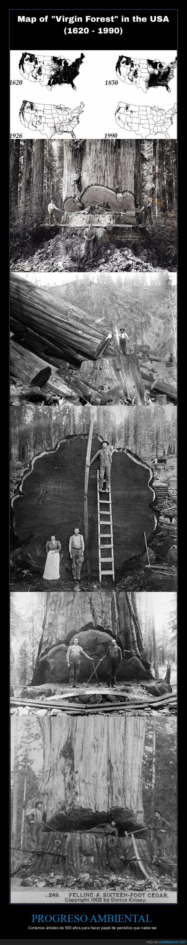 deforestaci&oacute;n,progreso,naturaleza,industria,contradicci&oacute;n