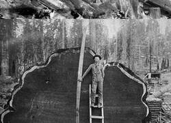Enlace a Fotografías históricas que muestran el enorme tamaño de los árboles antiguos, muchos de los cuales fueron talados en gran medida durante la expansión industrial de Norteamérica