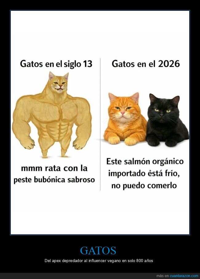 gatos,evoluci&oacute;n,generaciones,decadencia,felinos