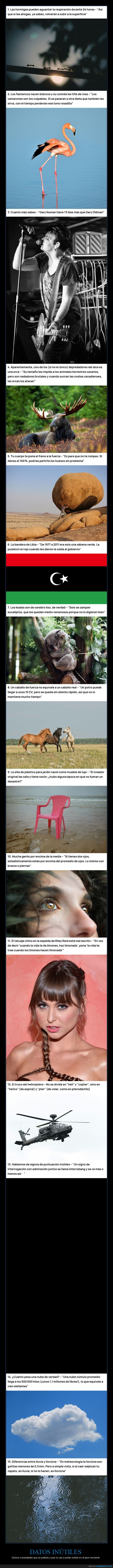 curiosidades,lista,datos,internet,absurdo
