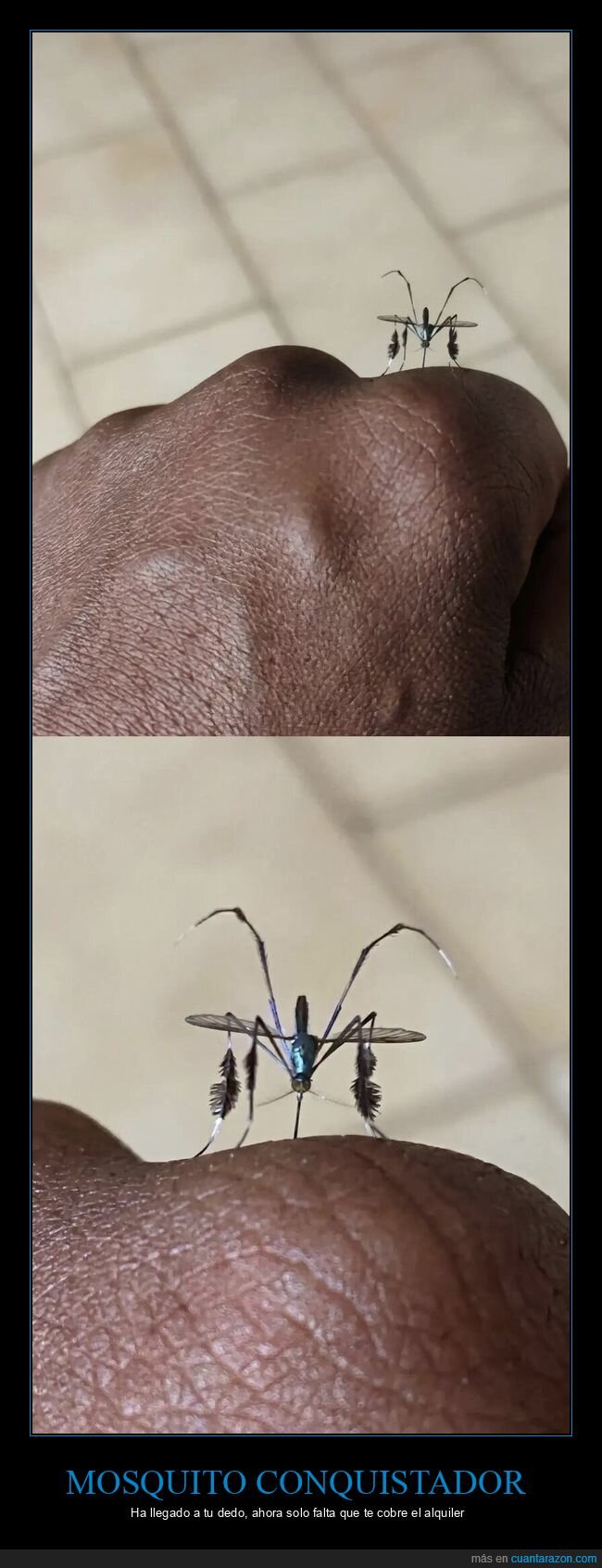 mosquito,picadura,invasi&oacute;n,finger,absurdo