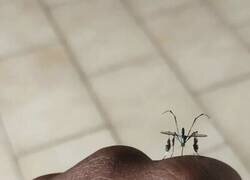 Enlace a ¿Qué clase de atrocidad de mosquito es éste?