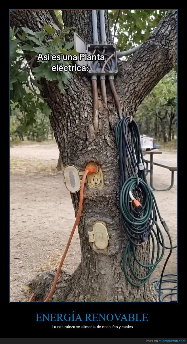 electricidad,&aacute;rbol,absurdo,naturaleza,enchufes
