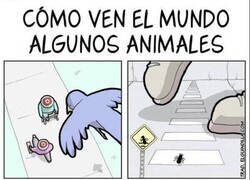 Enlace a Los animales tienen mejor visión que nosotros