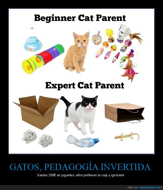gatos,mascota,juguetes,caja,fracaso