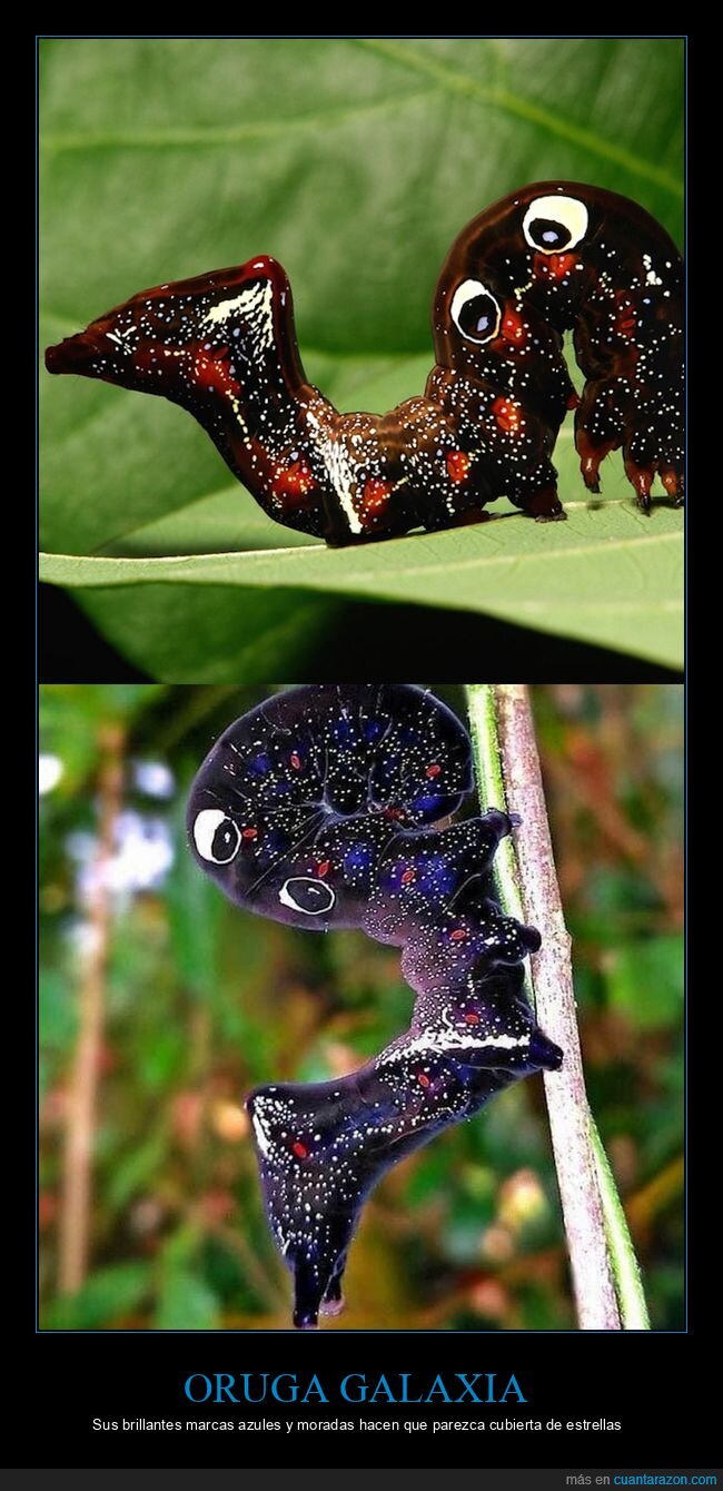 oruga,naturaleza,evoluci&oacute;n,belleza,insecto