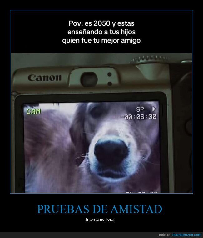 amistad,futuro,nostalgia,perro,traici&oacute;n