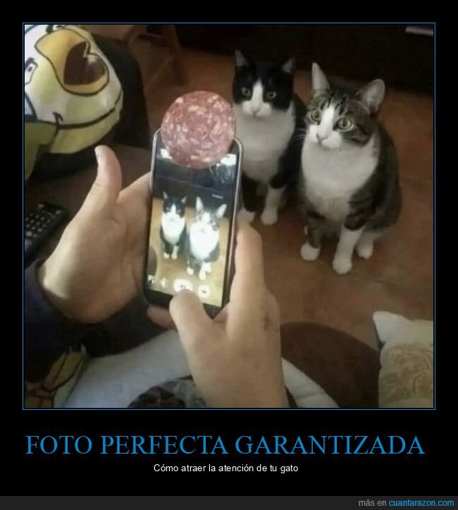 gatos,fotograf&iacute;a,fracaso,mascotas,caos