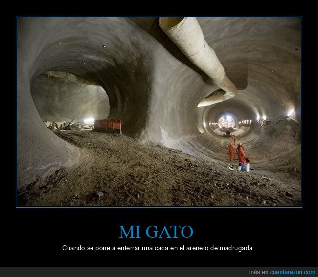 gato,arenero,madrugada,excavaci&oacute;n,privacidad