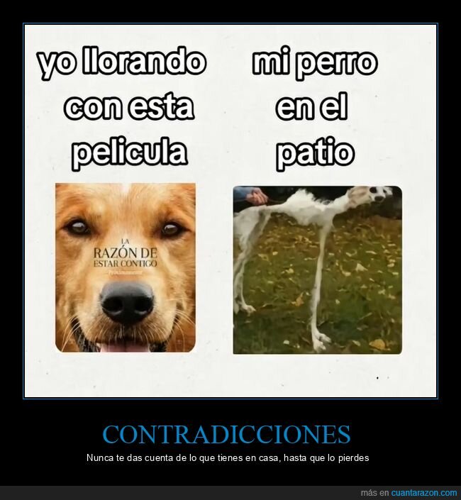 perro,mascotas,contraste,expectativa,realidad