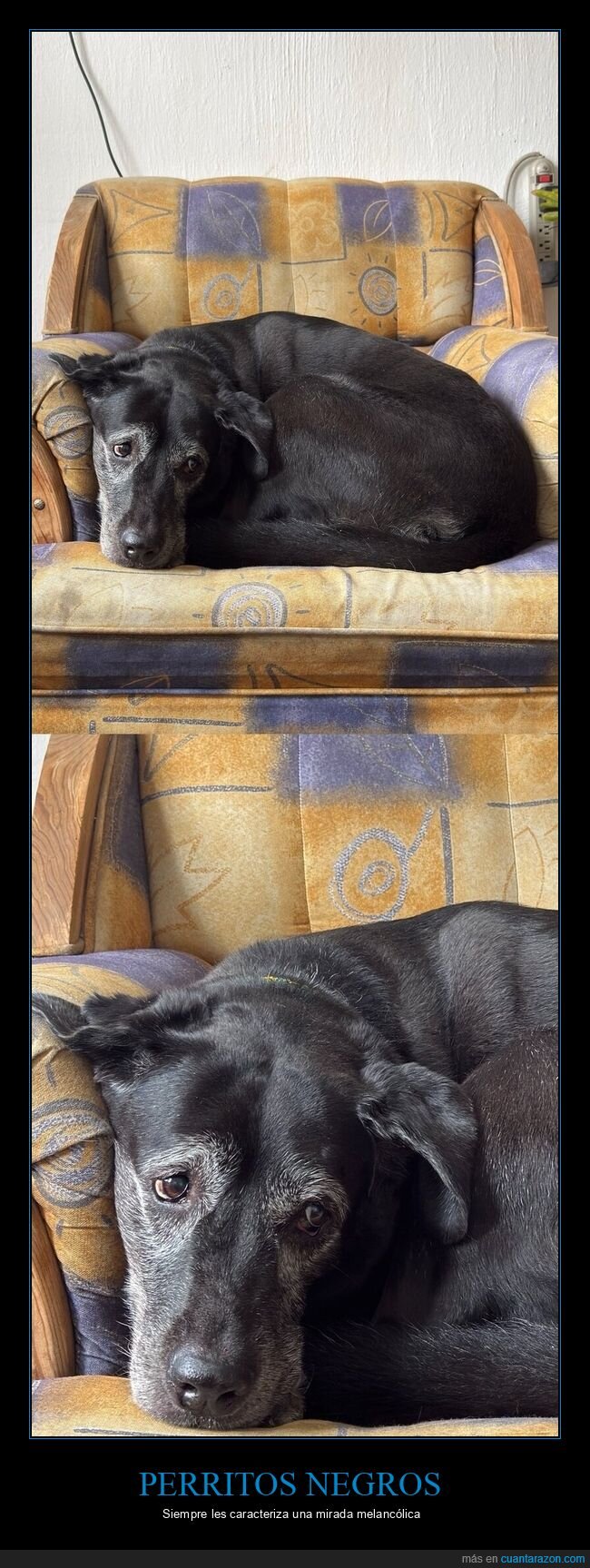 perro,melancol&iacute;a,sof&aacute;,resignaci&oacute;n,vejez
