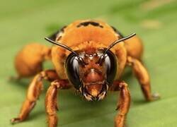 Enlace a La primera fotografía de una abeja gigante anaranjada en la selva amazónica, tomada por el fotógrafo de vida silvestre Nick Volpe.