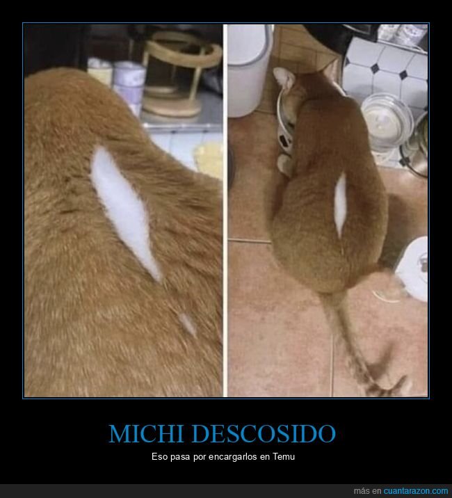 gato,sobrepeso,antes-despu&eacute;s,mascotas,cocina