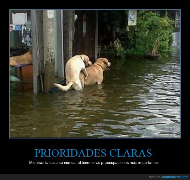 inundaci&oacute;n,perros,desastre,prioridades,caos