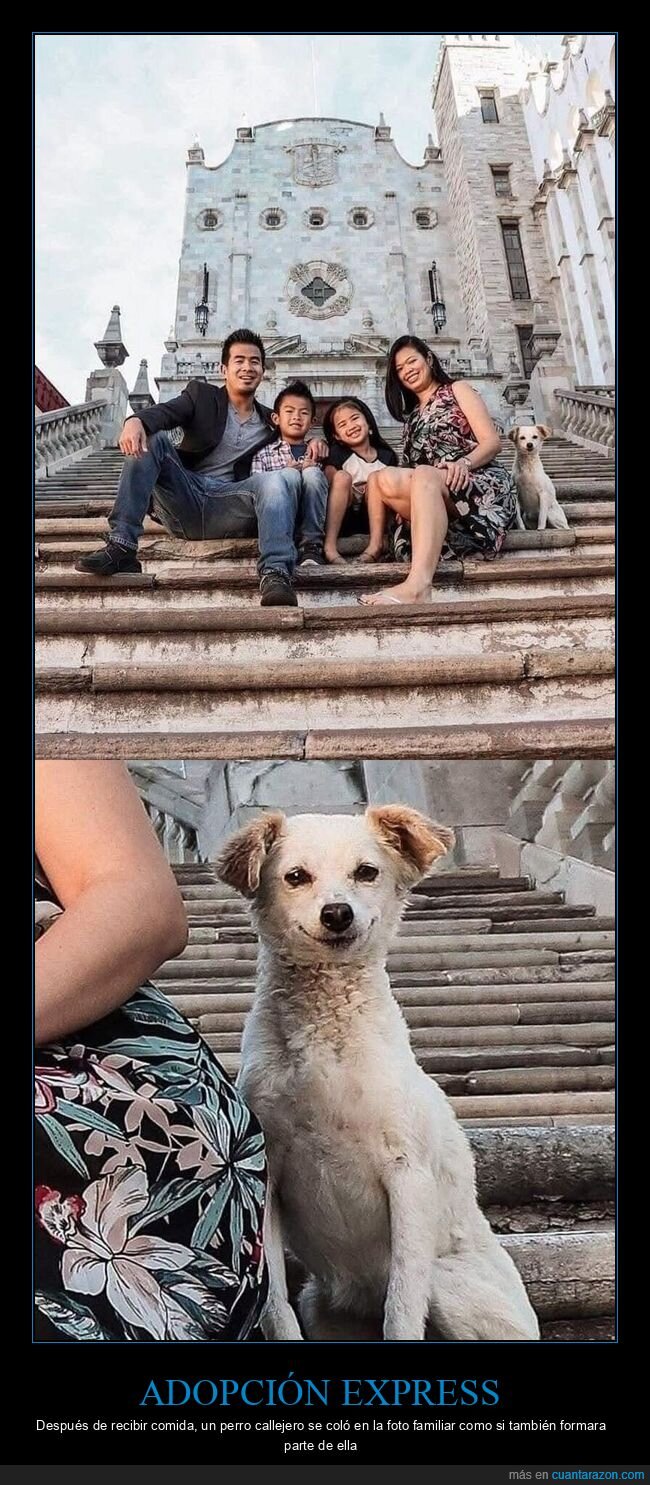 perro,callejero,familia,infiltrado,adopci&oacute;n