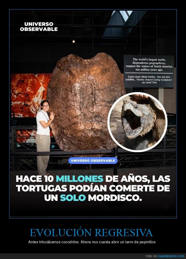 prehistoria,tortuga,evoluci&oacute;n,decadencia,Stupendemys