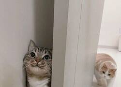 Enlace a 33 Fotos de gatos tan adorables como divertidas para sacarte una sonrisa