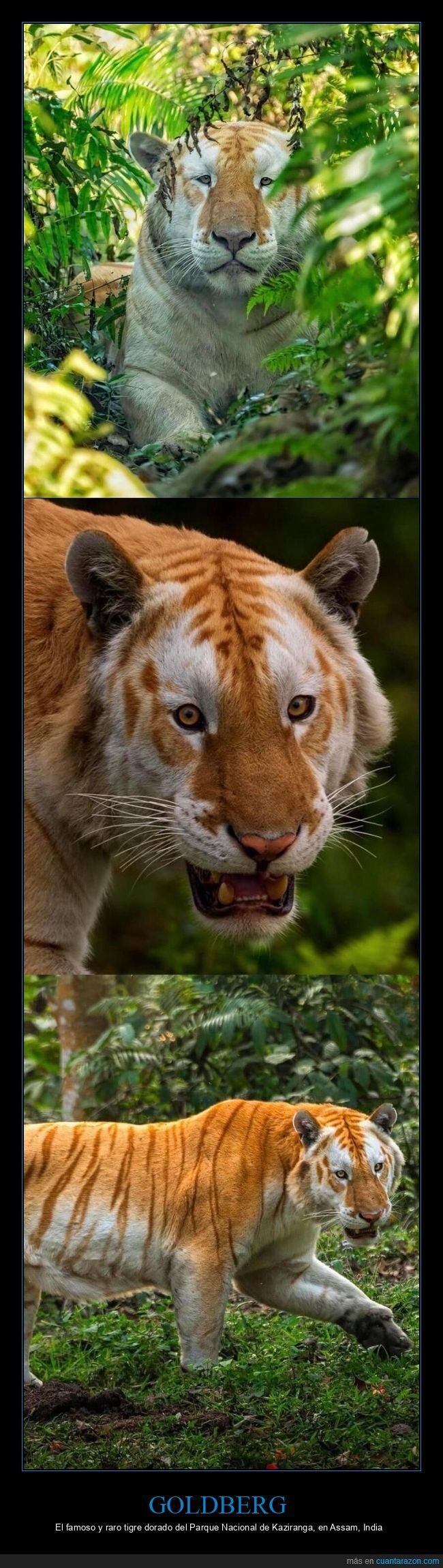 tigre,rareza,Kaziranga,naturaleza,extinci&oacute;n