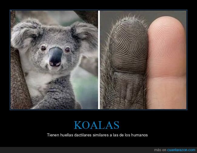 koala,huellas,crimen,naturaleza,absurdo