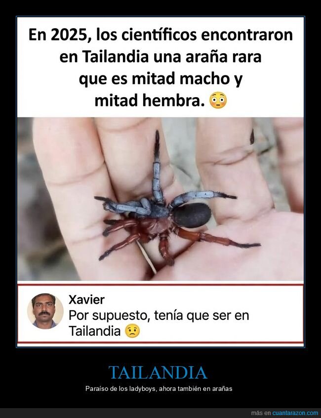 ara&ntilde;a,Tailandia,ciencia,g&eacute;nero,naturaleza