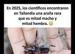 Enlace a Hasta las arañas están confundidas