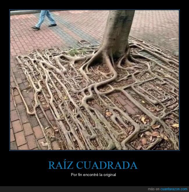 ra&iacute;ces,&aacute;rbol,acera,desastre,naturaleza