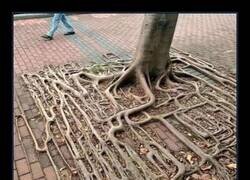 Enlace a Cuando la naturaleza te trollea urbanísticamente