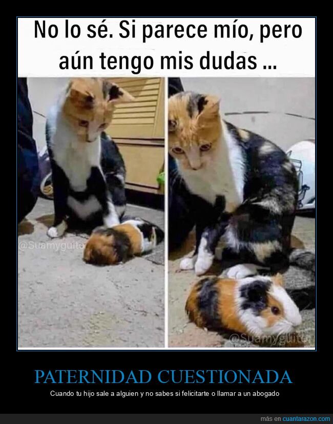 paternidad,dudas,genes,mascotas,familia