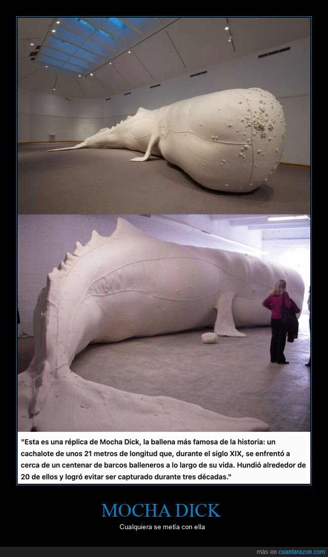 ballena,resistencia,naturaleza,fracaso,oc&eacute;ano