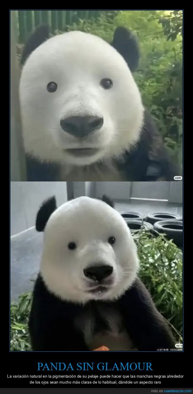 panda,naturaleza,apariencia,desastre,sin-filtros